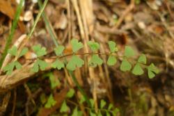 Lindsaea linearis. Sterile frond of young plant showing flabellate pinnae.
 Image: L.R. Perrie © Leon Perrie 2014 CC BY-NC 3.0 NZ